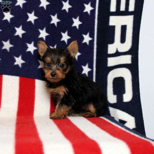 Dilan, Yorkie Puppy